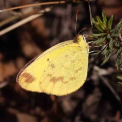 Eurema smilax (Small Grass-yellow) at Bango, NSW - 23 Aug 2024 by ConBoekel