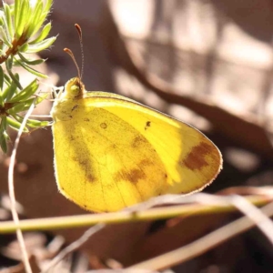 Eurema smilax at Bango, NSW - 23 Aug 2024