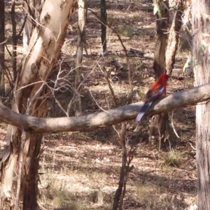 Platycercus elegans at Bango, NSW - 23 Aug 2024 02:39 PM