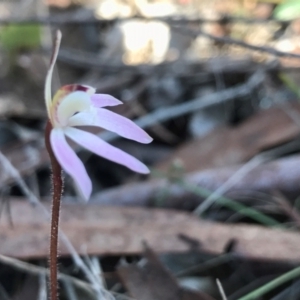 Caladenia fuscata at Acton, ACT - suppressed