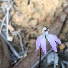 Caladenia fuscata (Dusky Fingers) at Acton, ACT - 27 Aug 2024 by PeterR