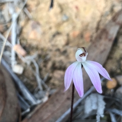 Caladenia fuscata (Dusky Fingers) at Acton, ACT - 28 Aug 2024 by PeterR