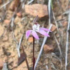 Caladenia fuscata at Acton, ACT - 28 Aug 2024