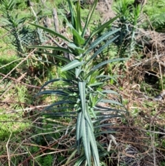 Euphorbia lathyris (Caper Spurge) at Greenway, ACT - 28 Aug 2024 by MB