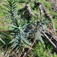 Euphorbia lathyris at Greenway, ACT - 28 Aug 2024