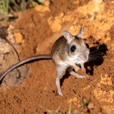 Notomys aquilo (Northern Hopping-mouse, Woorrentinta) by MichaelBedingfield