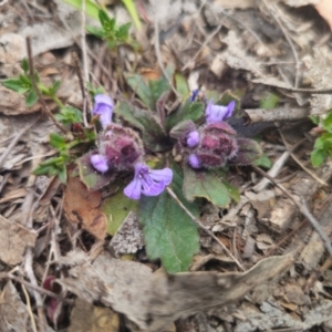 Ajuga australis at Captains Flat, NSW - 27 Aug 2024