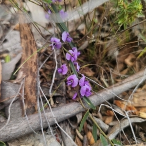 Hovea heterophylla at Captains Flat, NSW - 27 Aug 2024