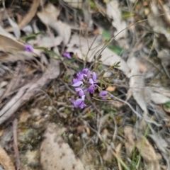 Hovea heterophylla at Captains Flat, NSW - 27 Aug 2024