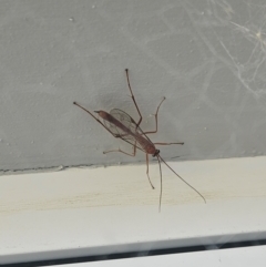 Ichneumonidae (family) (Unidentified ichneumon wasp) at Denman Prospect, ACT - 28 Aug 2024 by atticus