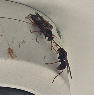 Polistes sp. (genus) (Unidentified paper wasp) at Denman Prospect, ACT - 28 Aug 2024 by atticus