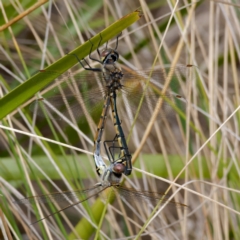 Hemicordulia tau (Tau Emerald) at Paddys River, ACT - 27 Aug 2024 by DPRees125