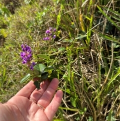 Hardenbergia violacea at Port Macquarie, NSW - 28 Aug 2024 by lbradley