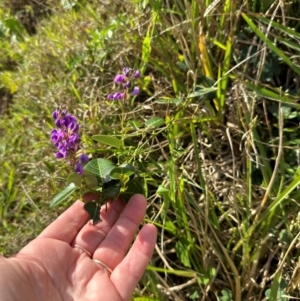 Hardenbergia violacea at Port Macquarie, NSW - 28 Aug 2024