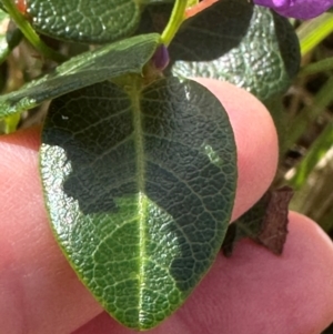 Hardenbergia violacea at Port Macquarie, NSW - 28 Aug 2024