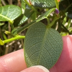 Hardenbergia violacea at Port Macquarie, NSW - 28 Aug 2024 11:44 AM