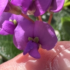 Hardenbergia violacea at Port Macquarie, NSW - 28 Aug 2024 11:44 AM