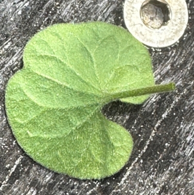 Dichondra repens (Kidney Weed) at Port Macquarie, NSW - 28 Aug 2024 by lbradley