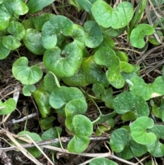 Dichondra repens at Port Macquarie, NSW - 28 Aug 2024 11:41 AM