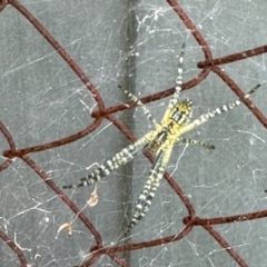 Argiope (genus) (A St. Andrew's cross spider) at Virginia, QLD - 30 Dec 2022 by KMcCue