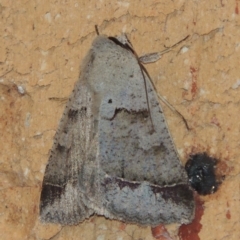 Pantydia sparsa (Noctuid Moth) at Conder, ACT - 1 Feb 2024 by MichaelBedingfield