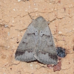 Pantydia sparsa at Conder, ACT - 1 Feb 2024