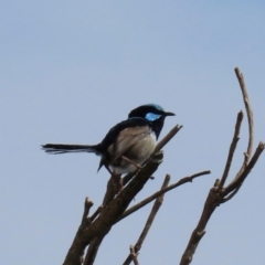 Malurus cyaneus (Superb Fairywren) at Port Macquarie, NSW - 28 Aug 2024 by lbradley