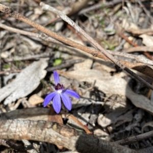 Cyanicula caerulea at Wamboin, NSW - suppressed