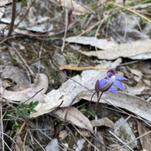 Cyanicula caerulea at Wamboin, NSW - suppressed