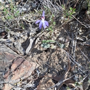 Cyanicula caerulea at Denman Prospect, ACT - suppressed