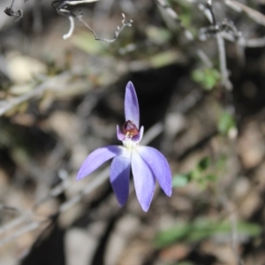 Cyanicula caerulea at Denman Prospect, ACT - suppressed