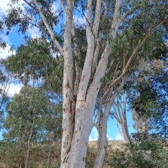 Eucalyptus rossii (Inland Scribbly Gum) at Fadden, ACT - 18 Aug 2024 by LPadg