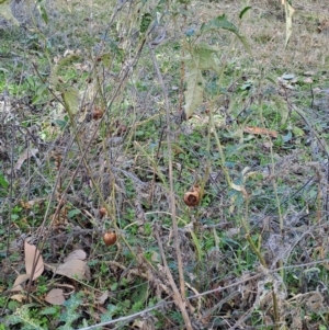 Solanum cinereum at Fadden, ACT - 18 Aug 2024 12:34 PM