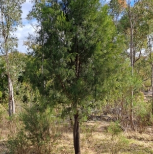 Exocarpos cupressiformis at Fadden, ACT - 18 Aug 2024