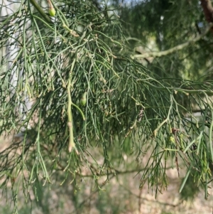 Exocarpos cupressiformis at Fadden, ACT - 18 Aug 2024