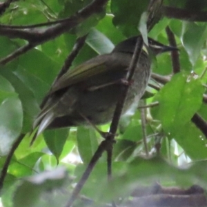 Meliphaga lewinii at Port Macquarie, NSW - 28 Aug 2024