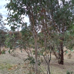 Eucalyptus blakelyi (Blakely's Red Gum) at Fadden, ACT - 18 Aug 2024 by LPadg