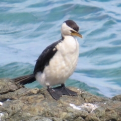 Microcarbo melanoleucos (Little Pied Cormorant) at Port Macquarie, NSW - 28 Aug 2024 by lbradley