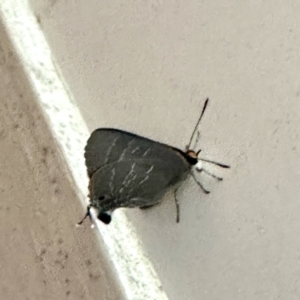 Jalmenus sp. (genus) at Virginia, QLD - 30 Dec 2022 08:11 AM