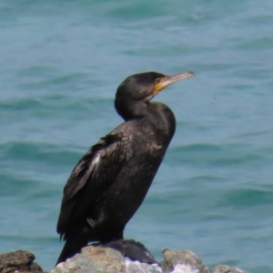 Phalacrocorax carbo at Port Macquarie, NSW - 28 Aug 2024