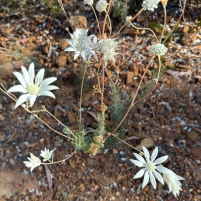 Actinotus helianthi (Flannel Flower) at Coonabarabran, NSW - 2 Jan 2023 by KMcCue