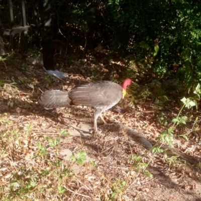 Alectura lathami (Australian Brush-turkey) at The Gap, QLD - 22 Sep 2019 by KMcCue