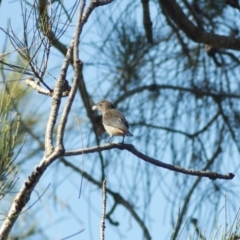 Dicaeum hirundinaceum (Mistletoebird) at Port of Brisbane, QLD - 23 Jul 2009 by KMcCue