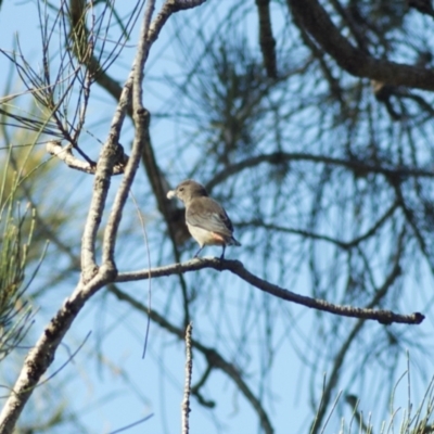 Dicaeum hirundinaceum (Mistletoebird) at Port of Brisbane, QLD - 23 Jul 2009 by KMcCue