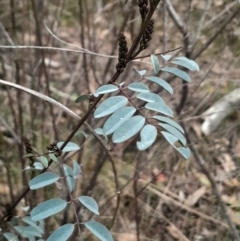 Indigofera australis subsp. australis (Australian Indigo) at Aranda, ACT - 25 Aug 2024 by Venture