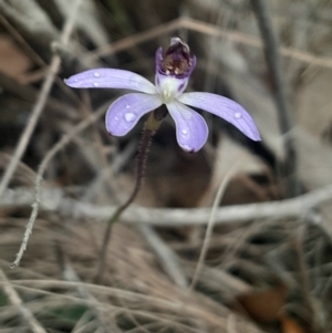 Cyanicula caerulea at Aranda, ACT - 25 Aug 2024