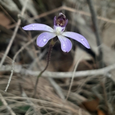 Cyanicula caerulea (Blue Fingers, Blue Fairies) at Aranda, ACT - 25 Aug 2024 by Venture