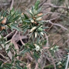 Melichrus urceolatus (Urn Heath) at Aranda, ACT - 25 Aug 2024 by Venture