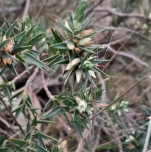 Melichrus urceolatus at Aranda, ACT - 25 Aug 2024 03:17 PM