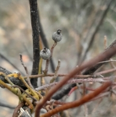 Cassytha pubescens (Devil's Twine) at Aranda, ACT - 25 Aug 2024 by Venture